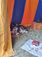 Il Palio dij Coss�t